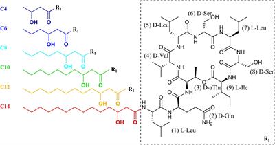 The Optimal Lipid Chain Length of a Membrane-Permeabilizing Lipopeptide Results From the Balance of Membrane Partitioning and Local Damage